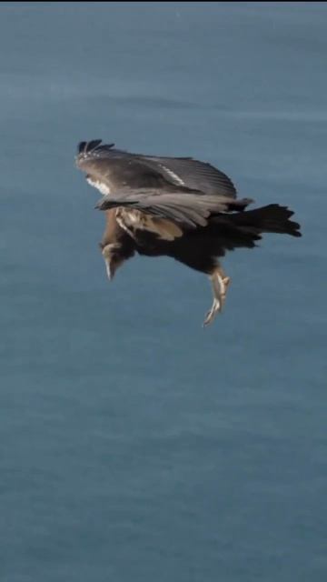 Когда поймал воздушный поток