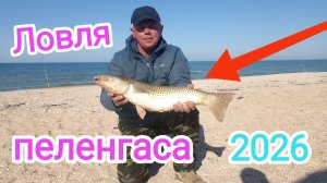 Думал уеду с нулём… Но пеленгас решил иначе! Целые сутки ждал… И ВОТ ЧТО произошло!