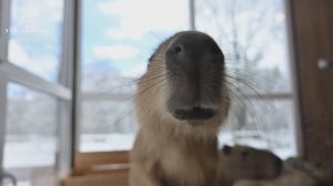 Капибары в горах