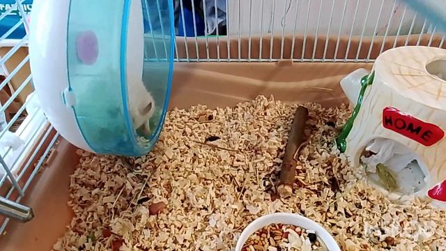 Метруся. 21.04.2026.