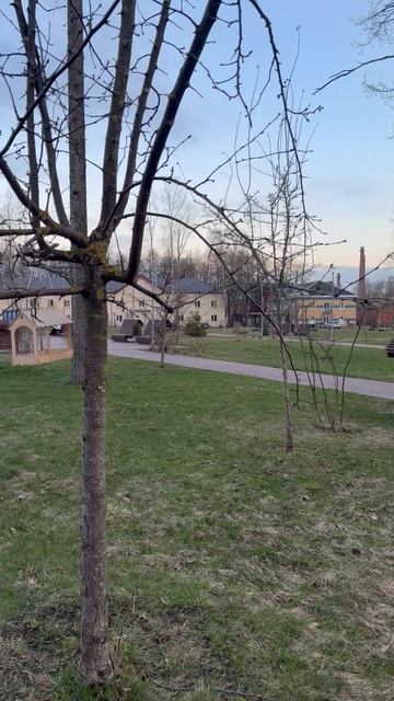 Весенняя красота в парке восточный