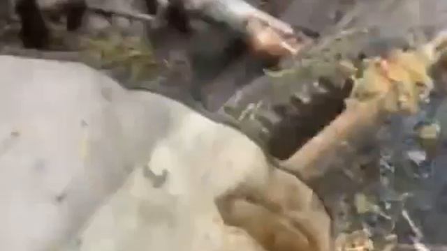 Видео от Походы Выживание Бушкрафт