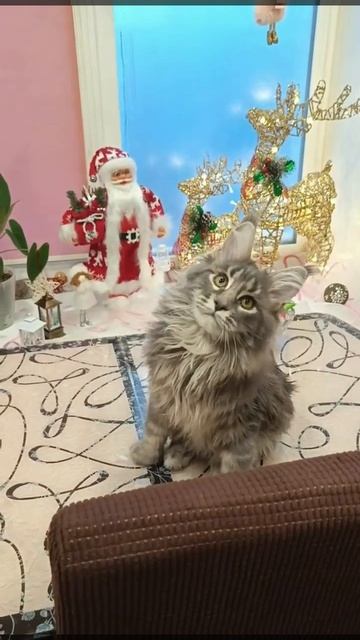 Сэм-Бонифаций