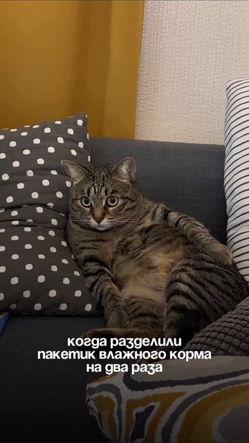 Шпроточка❤️ #кошка #шпротина