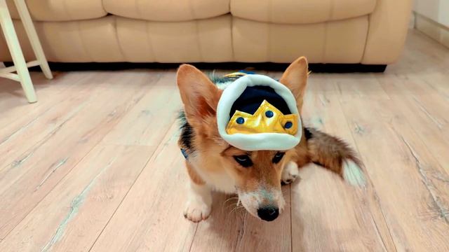 сборнрк сериии хаски бандита