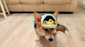 сборнрк сериии хаски бандита