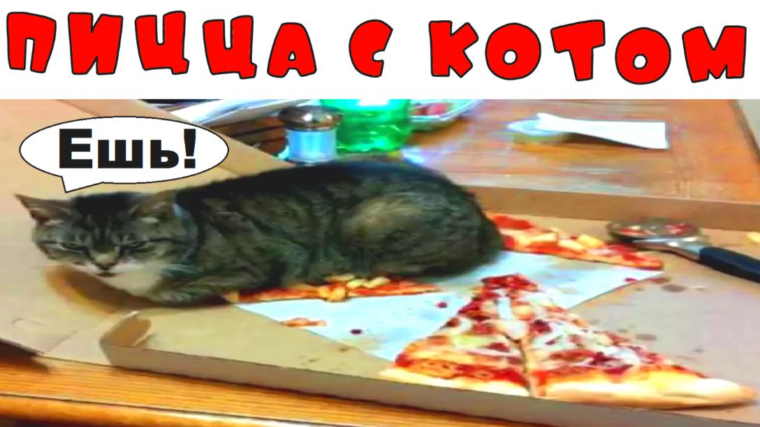 100 тупых шуток. Пицца с ананасом? Нет! С котом!