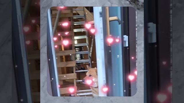 1000056736.mp4 (Собака наблюдает за устройством лестницы на 2-ой этаж в доме А-фрейм)