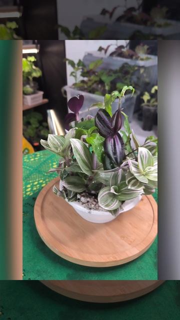 Композиция из традесканций