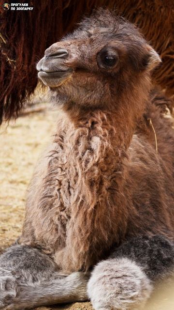 Верблюжонок смотрит по сторонам. Зоо Дзен, Токсово, Ленинградская область