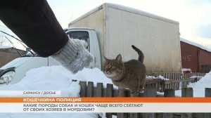 В России подготовили ежегодное исследование о потерявшихся питомцах