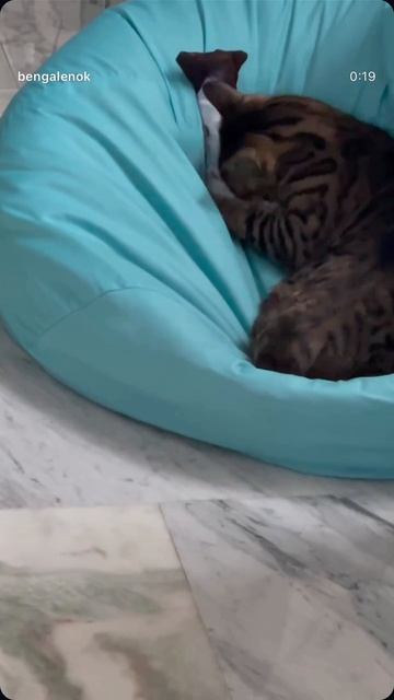 #бенгал #кот #бенгальскийкот