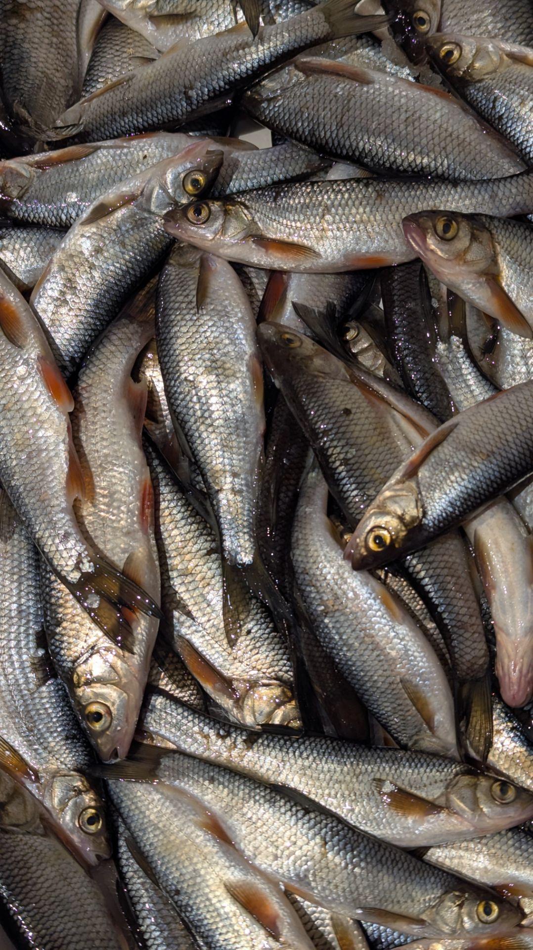 Елец. Хороший улов.