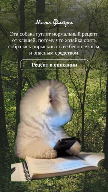 Спрей от клещей для животных, который можно безопасно использовать и детям, и взрослым!