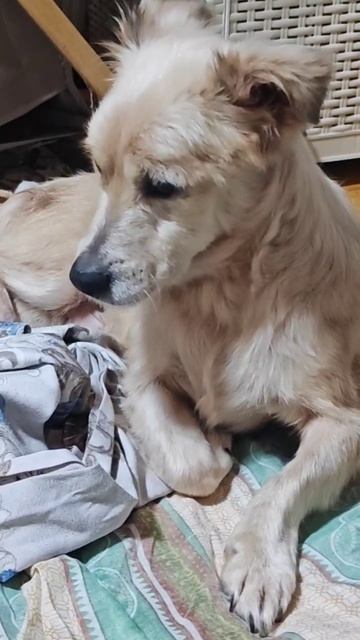 Снежок как джентльмен уступил паштет даме