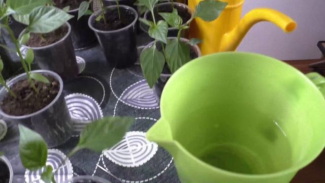 Работы с рассадой перцев