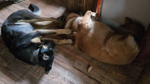 Весенний снег, блюдо-полосатик и очередная затея