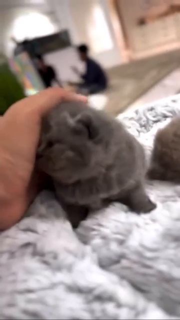 Клип @meowtaverse