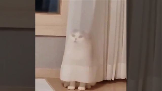 Спрятанные коты