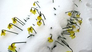 Зима в апреле: цветущие нарциссы засыпало снегом