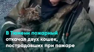 В Тюмени пожарный откачал двух кошек, пострадавших при пожаре