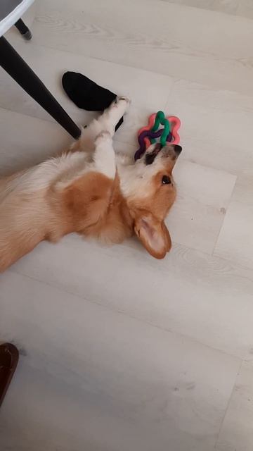 Корги Булочка носок и игрушка #корги #corgi  #собака #булочка #Мегион смешная корги