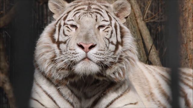 Красавец бенгальский тигр Кови на отдыхе 17.04.2026