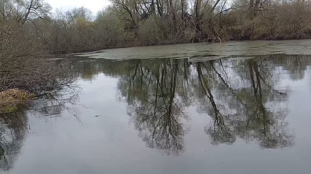 рыба  перезимовала. замора нет.