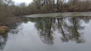 рыба  перезимовала. замора нет.