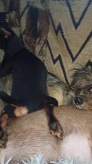 Так удобно. Щенок той-терьера Макс. 16 апреля 2026 г.