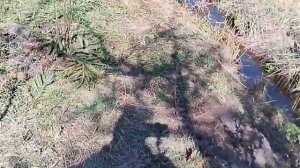 Первый урожай. Побелка деревьев. 21.04.26. Ленинградская обл.