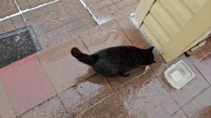 🔥Хитрый план по дегельминтизации кототигров был раскрыт не менее хитрым Клёпой🐈