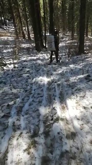 заготовка ореха весной.