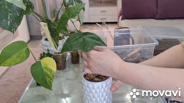 КОМНАТНЫЕ РАСТЕНИЯ(ЦВЕТЫ).ЦВЕТОЧНЫЕ ДЕЛА.