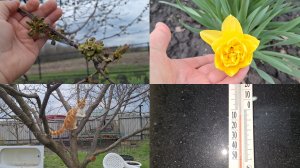 Жизнь Деревенская. Провалилась в глубокий сон.Мороз сегодня.