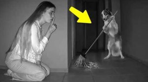 МОМЕНТЫ КОГДА ЖИВОТНЫЕ ВЕДУТ СЕБЯ КАК ЛЮДИ