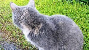 НАДОЕЛО ЧИРИКАНЬЕ.Видео Татьяны Крестьянсковой