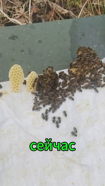 Мёд🍯 и пчёлы🐝 по ссылке в описании