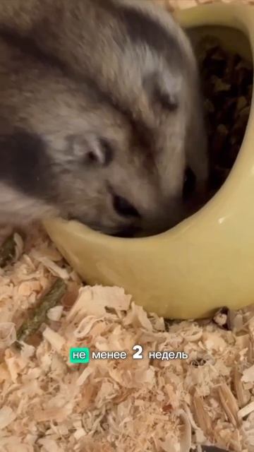 У хомяка диабет? что делать!