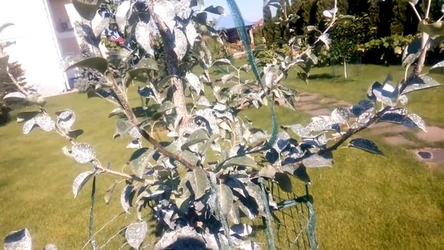 ЛЕТНЯЯ ФОРМИРОВКА ДВУХЛЕТНЕЙ ГРУШИ. Как сформировать грушу. #ВиталийОрех #Виталий7соток