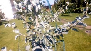 ЛЕТНЯЯ ФОРМИРОВКА ДВУХЛЕТНЕЙ ГРУШИ. Как сформировать грушу. #ВиталийОрех #Виталий7соток