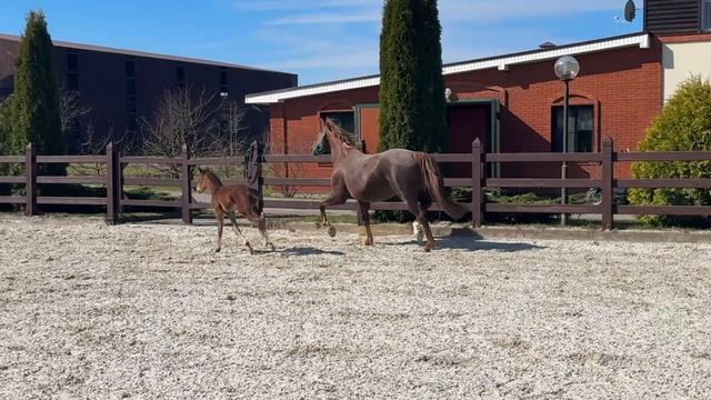 Detroit De Royal - 26