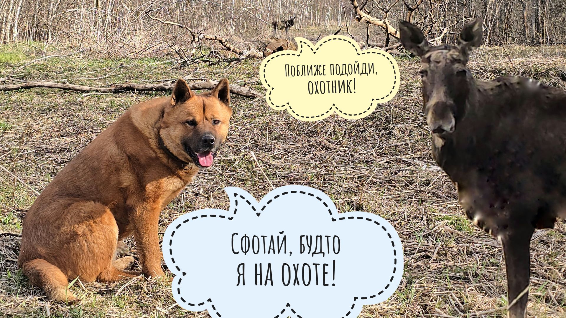 Лось хотел с нами постримить, но не успел на стрим! Не будем огорчать лося, покажем его всем!