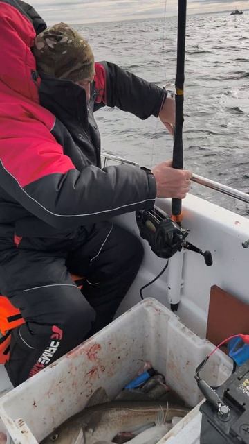 Настоящая морская рыбалка в Баренцевом море. Ловля Трески. Отдых и развлечения в Мурманске.