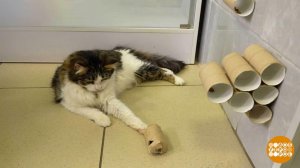 Фитнес для котика. Доброе утро. Фрагмент выпуска от 21.04.2026