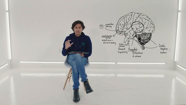 2.1.1. Neuroscience of ADHD