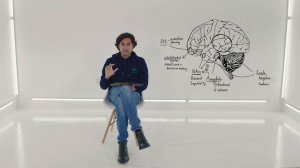 2.1.1. Neuroscience of ADHD