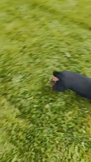 Веселая такса и мяч