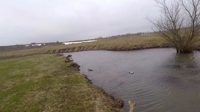 Закрыл весенний сезон охоты на селезня с подсадной уткой