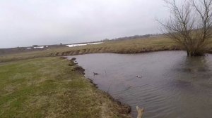 Закрыл весенний сезон охоты на селезня с подсадной уткой